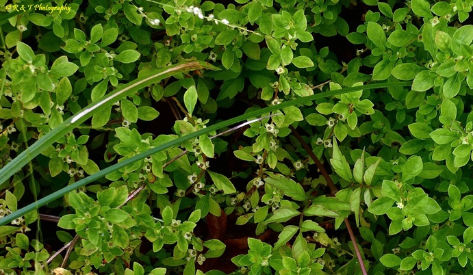 {Ludwigia microcarpa}